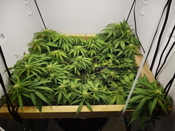 Zamaldelica Fridge ScrOG. Week 9