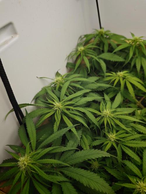 Zamaldelica Fridge ScrOG. Week 9
