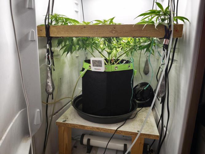 Zamaldelica Fridge ScrOG. Week 9