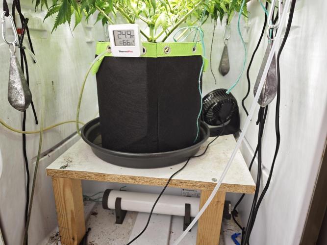 Zamaldelica Fridge ScrOG. Week 9