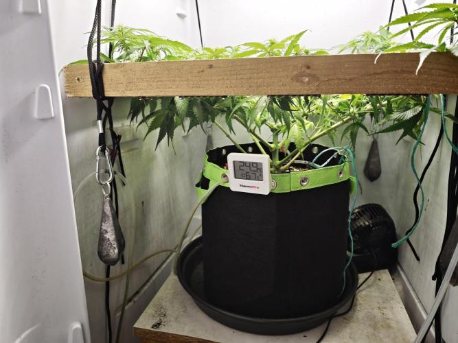 Zamaldelica. Week 9