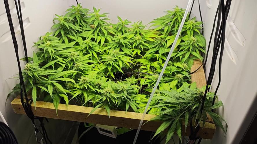 Zamaldelica Fridge ScrOG