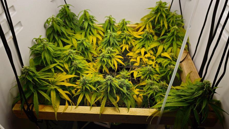 Zamaldelica. Week 12