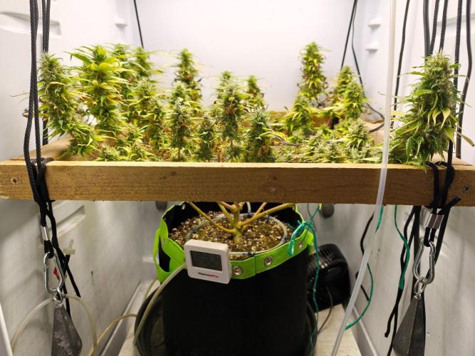 Zamaldelica Fridge ScrOG. Week 17