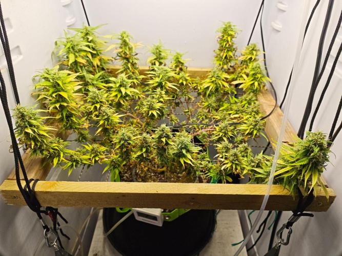 Zamaldelica Fridge ScrOG. Week 17