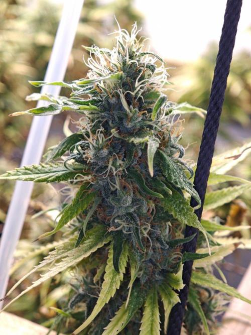 Zamaldelica Fridge ScrOG. Week 17