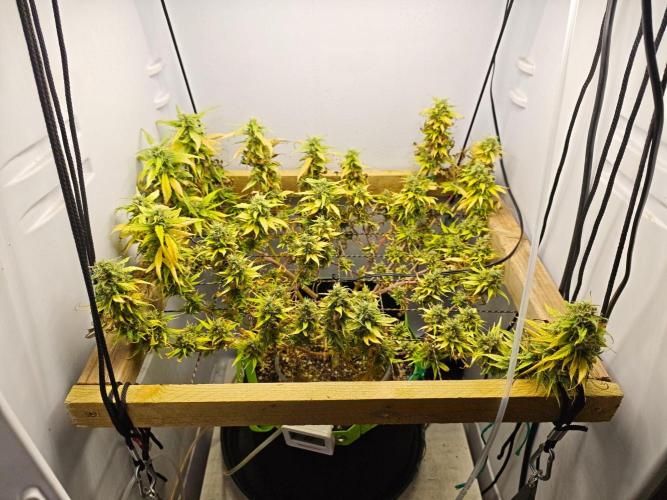 Zamaldelica Fridge ScrOG. Week 18