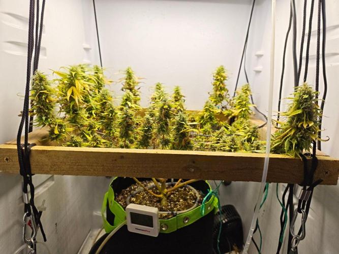 Zamaldelica Fridge ScrOG. Week 18