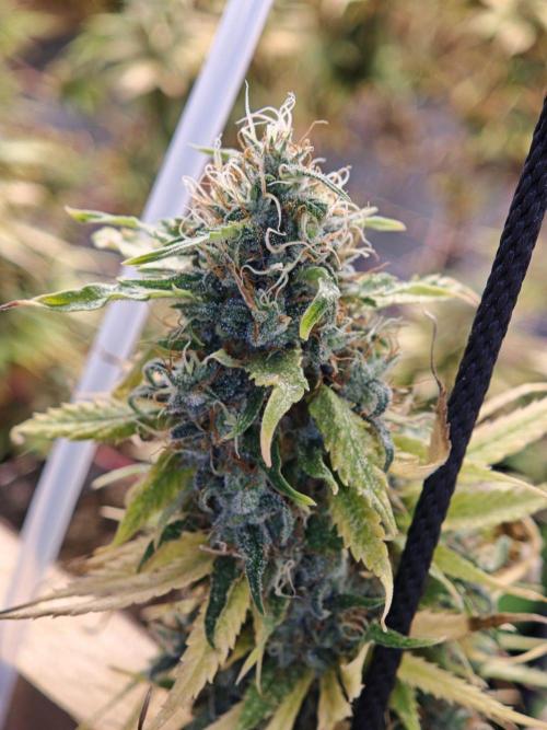 Zamaldelica Fridge ScrOG. Week 18
