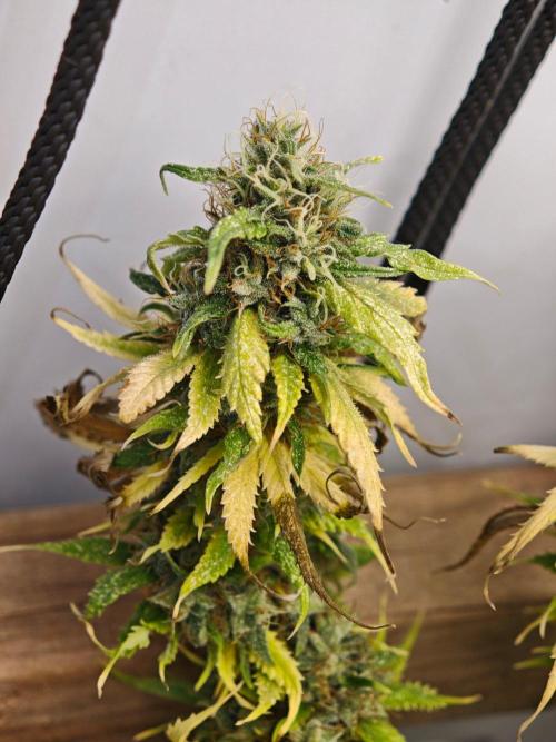 Zamaldelica Fridge ScrOG. Week 18