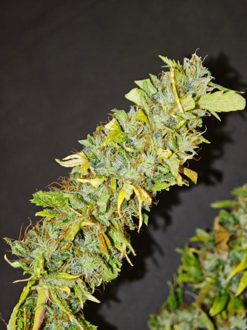 Zamaldelica Fridge ScrOG. Week 19