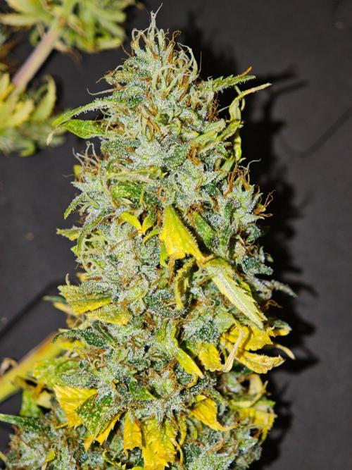 Zamaldelica Fridge ScrOG. Week 19
