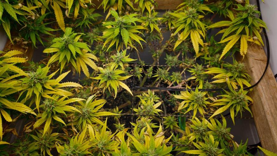 Zamaldelica Regular. Week 13