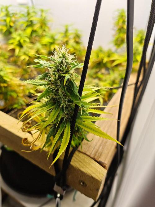 Zamaldelica Fridge ScrOG. Week 14