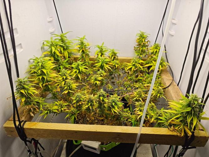 Zamaldelica Regular. Week 14