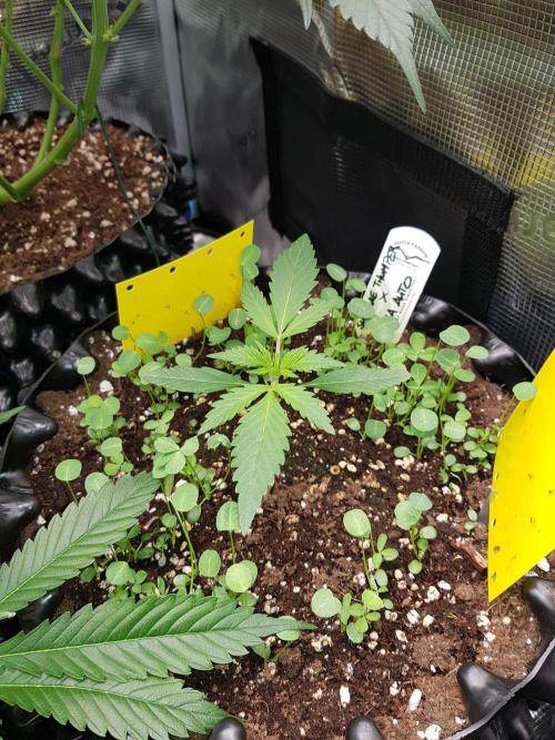 G Thumper Auto. Week 2 - Ende Woche 2