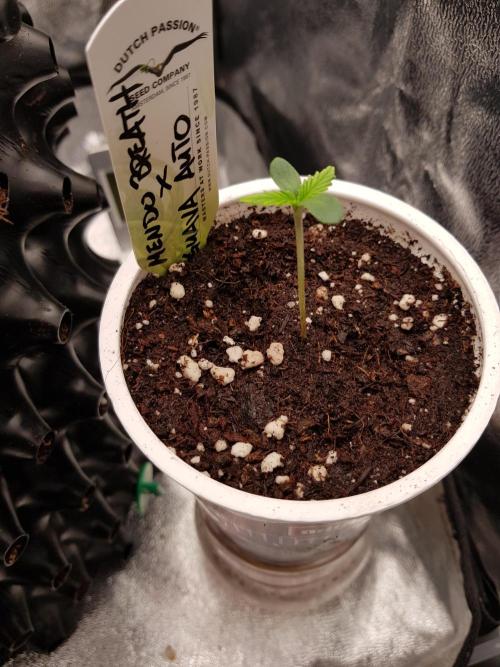 G Breath Auto. Week 1 - Beginn Woche 1