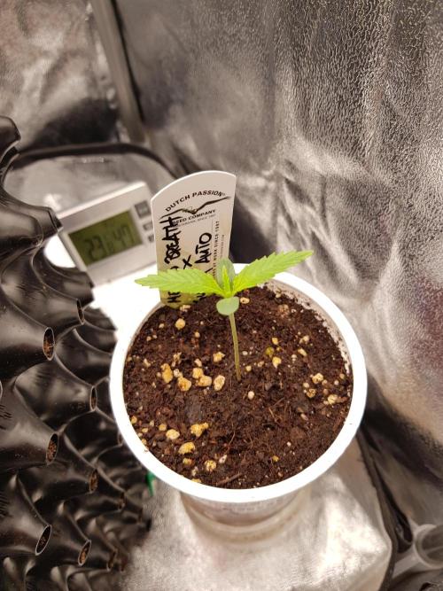 G Breath Auto. Week 1 - Ende Woche 1
