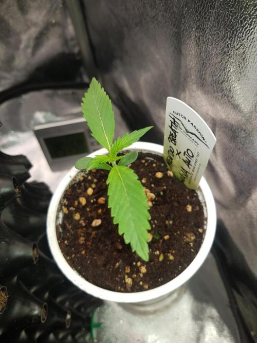 G Breath Auto. Week 2 - Beginn Woche 2