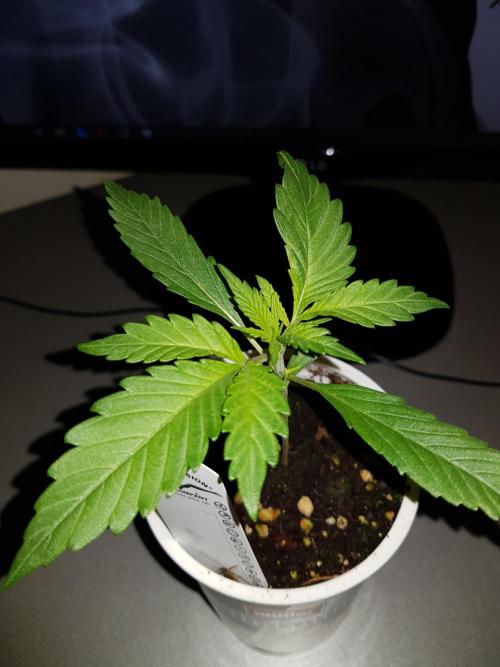 G Breath Auto. Week 2 - Ende Woche 2