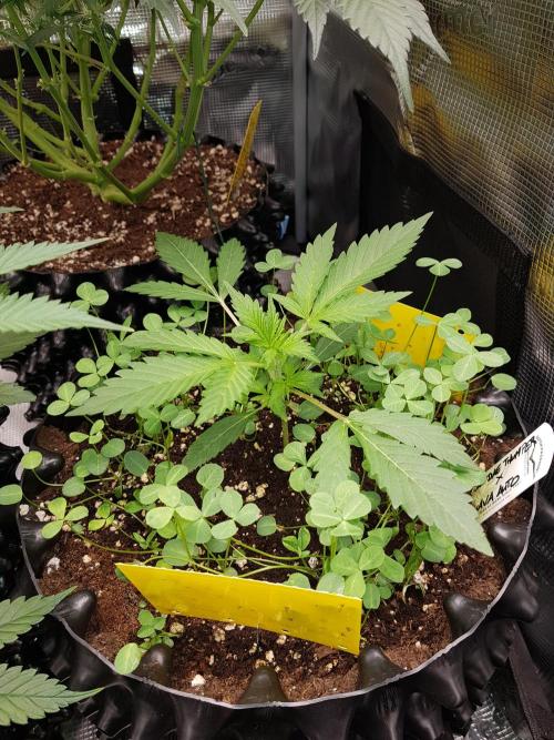 G Thumper Auto. Week 3 - Beginn Woche 3
