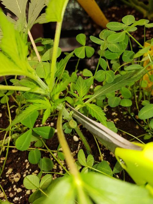 G Thumper Auto. Week 3 - Ich entferne die untersten 2 Triebe und Sonnensegel...