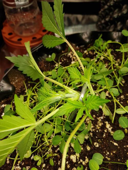 G Thumper Auto. Week 3 - ...unteren Triebe Licht bekommen.