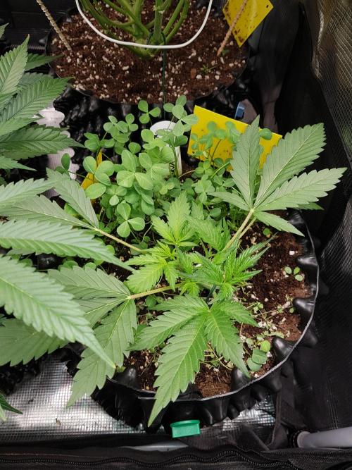G Thumper Auto. Week 3 - Ende Woche 3