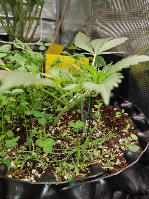 G Thumper Auto. Week 3 - Ende Woche 3
