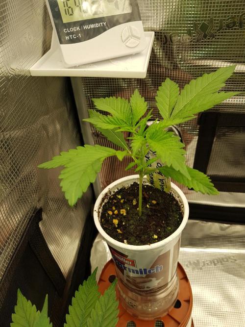 G Breath Auto. Week 3