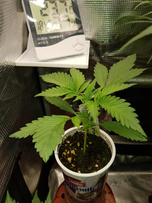 G Breath Auto. Week 3