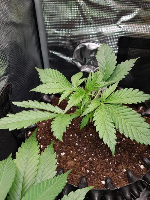 G Breath Auto. Week 3 - Umtopfen Mitte Woche 3