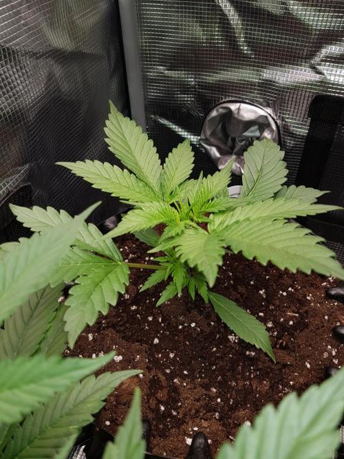 G Breath Auto. Week 3 - 1 Tag nach dem umtopfen