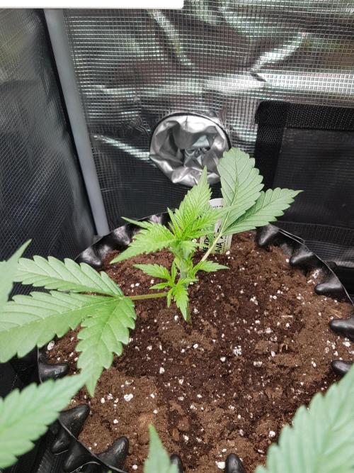 G Breath Auto. Week 3 - Ich entferne untersten 2 Triebe und oberen 2 Sonnensegel