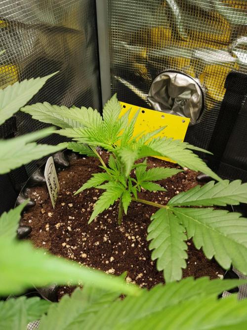 G Breath Auto. Week 3 - Ende Woche 3