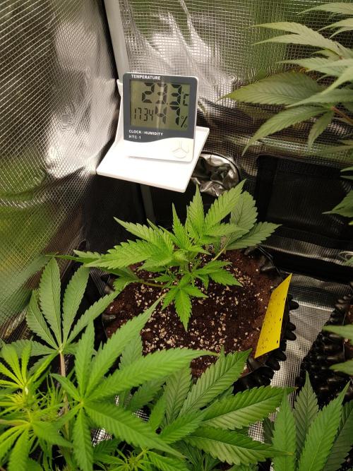 G Breath Auto. Week 4 - Beginn Woche 4