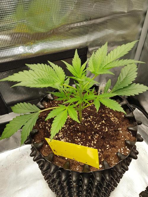 G Breath Auto. Week 4 - Mitte Woche 4