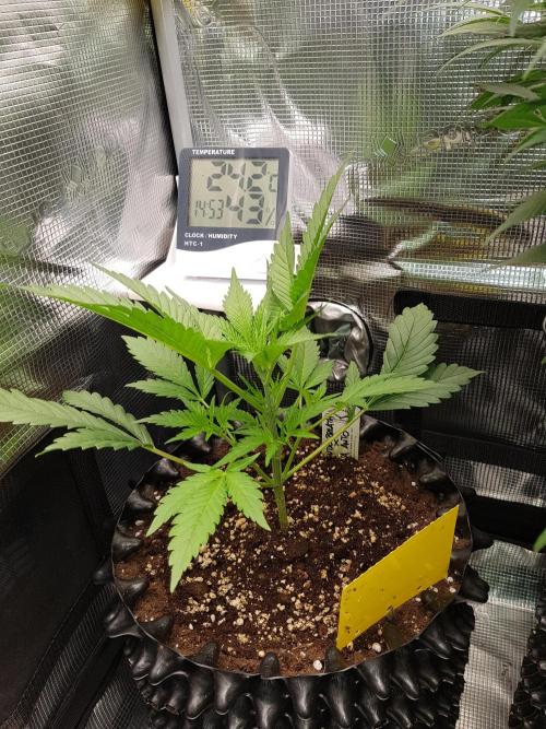 G Breath Auto. Week 4 - Mitte Woche 4