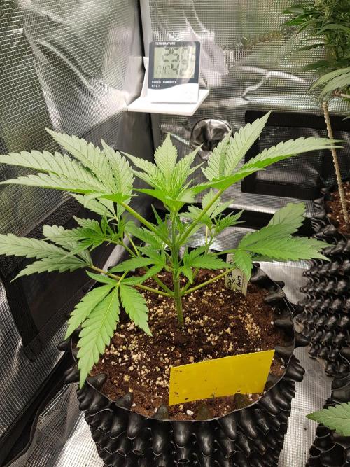G Breath Auto. Week 4 - Ende Woche 4