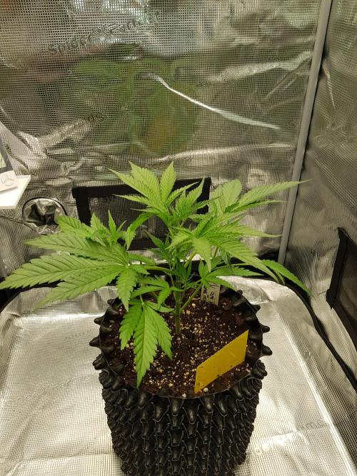 G Breath Auto. Week 4 - Ende Woche 4