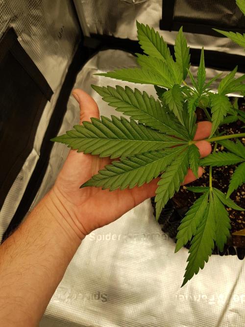 G Breath Auto. Week 4 - Große Blätter