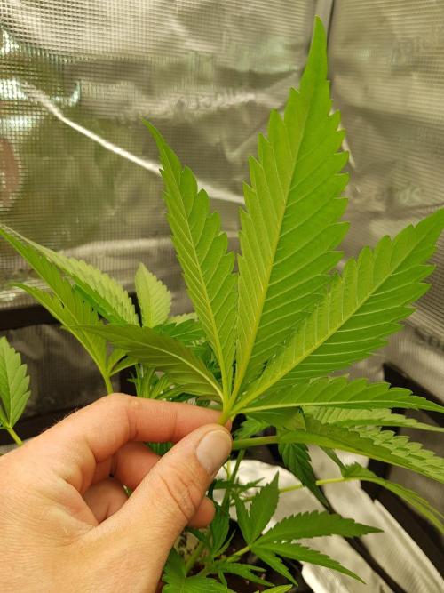 G Breath Auto. Week 4 - Dicke Adern