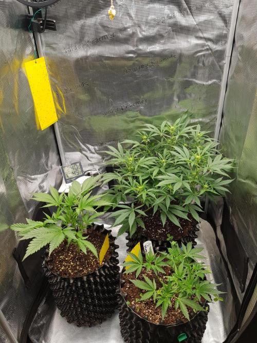 G Breath Auto. Week 4 - Frisch geputztes Grow Tent