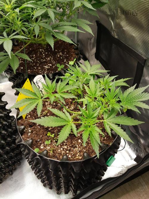G Thumper Auto. Week 4 - Beginn Woche 4