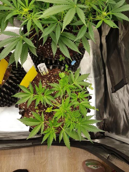 G Thumper Auto. Week 4 - Beginn Woche 4