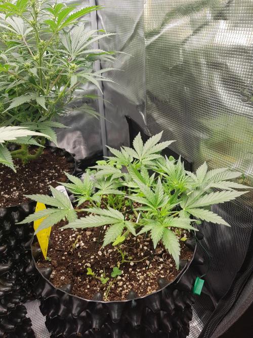 G Thumper Auto. Week 4 - Ende Woche 4