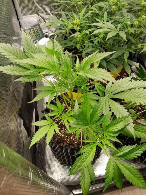G Breath Auto. Week 5 - Beginn Woche 5