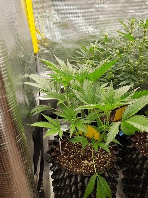 G Breath Auto. Week 5 - Tag 31