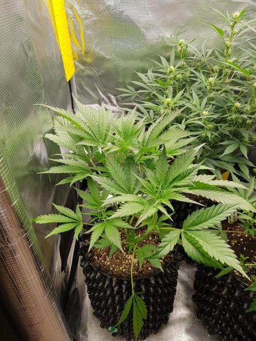 G Breath Auto. Week 5 - Tag 32