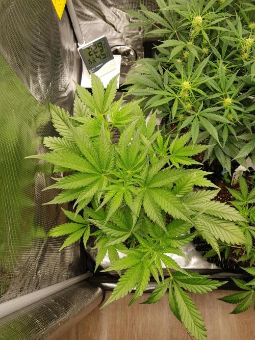G Breath Auto. Week 5 - Tag 32